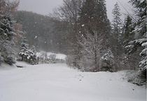 Pierwszy śnieg w Koninkach